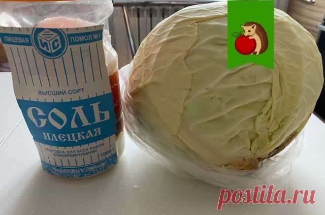 Чтобы капуста квасилась, а не тухла. Была хрустящая и сочная, а не мягкая и с плесенью: 5 тонкостей процесса | садоёж | Дзен