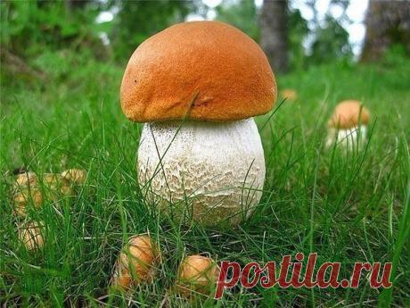 Сеем грибы на даче 

Грибы - тоже можно высевать. Не все, правда. 
Мы расскажем о способе "засева" двух видах грибов - белом и подберёзовике.Он одинаков для обоих. 

Показать полностью…