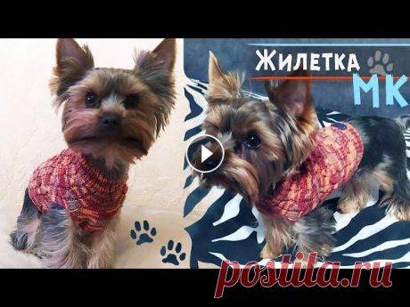 Свитер для собаки спицами  Свитер для собаки спицами...