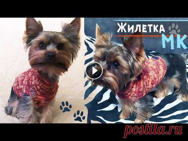 Свитер для собаки спицами  Свитер для собаки спицами...