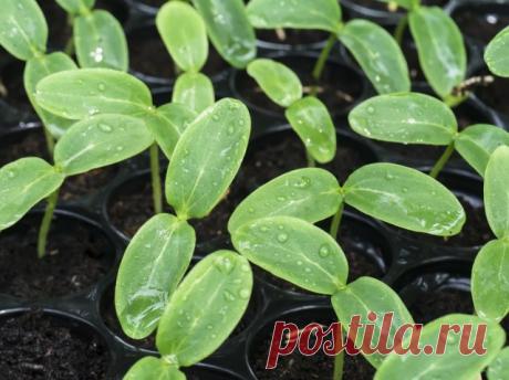 Огородные хитрости: выращиваем рассаду огурцов в "домиках" без крыши | Огурцы (Огород.ru)