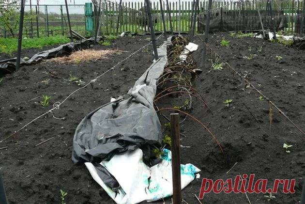 Простое укрытие винограда на зиму Дачница из Москвской области интересуется: «С недавних пор выращиваю на своих сотках виноград. Какое укрытие винограда на зиму будет оптимальным, чтобы не сломать хрупкую лозу?» Агроном Александр Родный поделился своим опытом.В молодости я любил путешествовать и видел, как...