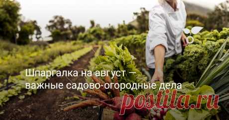 Шпаргалка на август — важные садово-огородные дела Последний месяц лета напряжён до предела: уборка урожая, нескончаемая борьба с новыми поколениями вредителей, начало новых посадок и заготовки, заготовки, заготовки. Если добавить к этому необходимость собирать детей в школу, то красоту заката лета увидеть доводится избранным. Главное - ничего не забыть. Ну, хотя бы, самое основное, неотложное. Для этого и будет шпаргалка.