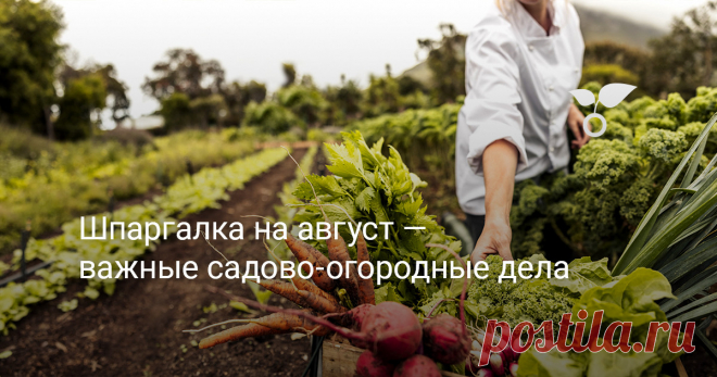 Шпаргалка на август — важные садово-огородные дела Последний месяц лета напряжён до предела: уборка урожая, нескончаемая борьба с новыми поколениями вредителей, начало новых посадок и заготовки, заготовки, заготовки. Если добавить к этому необходимость собирать детей в школу, то красоту заката лета увидеть доводится избранным. Главное - ничего не забыть. Ну, хотя бы, самое основное, неотложное. Для этого и будет шпаргалка.
