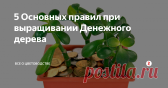 5 Основных правил при выращивании Денежного дерева Считается, что для того чтобы денежное дерево привлекло в дом финансовое благополучие, его нельзя покупать. Необходимо приобрести черенок у знакомых и вырастить из него самостоятельно растение, что под силу даже цветоводу-новичку.