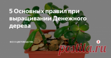 5 Основных правил при выращивании Денежного дерева Считается, что для того чтобы денежное дерево привлекло в дом финансовое благополучие, его нельзя покупать. Необходимо приобрести черенок у знакомых и вырастить из него самостоятельно растение, что под силу даже цветоводу-новичку.