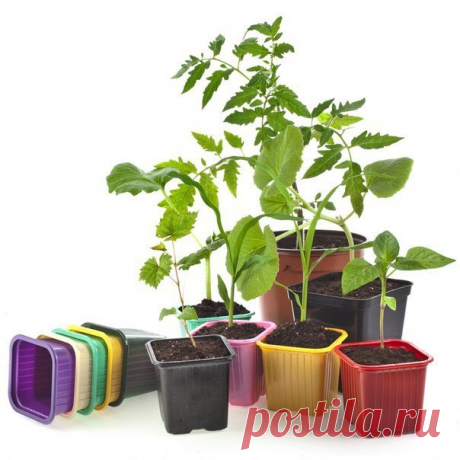 СОВЕТЫ ДАЧНИКАМ - СРОКИ ПОСАДКИ РАССАДЫ ОВОЩЕЙ.