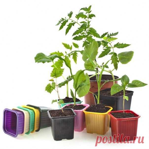 СОВЕТЫ ДАЧНИКАМ - СРОКИ ПОСАДКИ РАССАДЫ ОВОЩЕЙ.