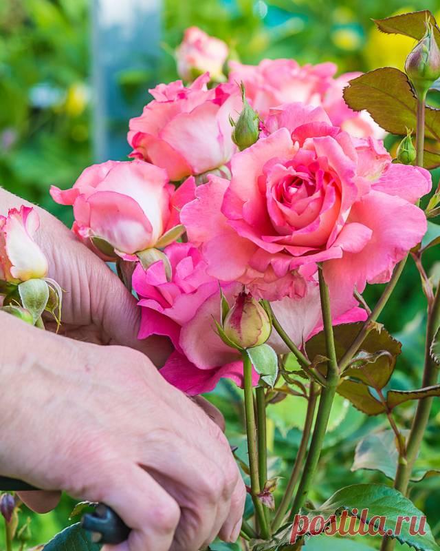 Правила обрезки роз после цветения, как часто это нужно делать — Домашние заботы