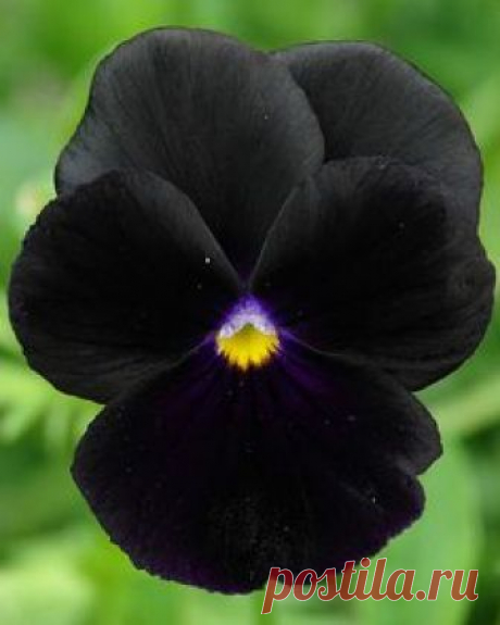 Pensamiento negro.