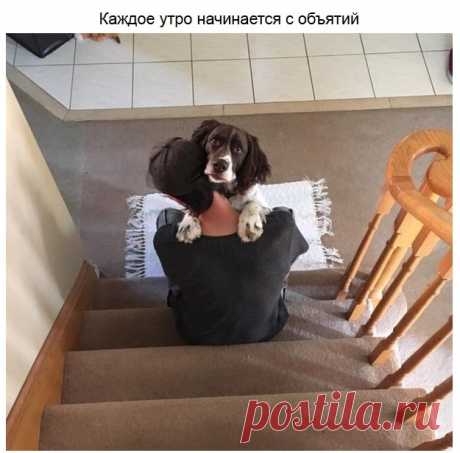 Милейшие питомцы — Убойный юмор - amworld