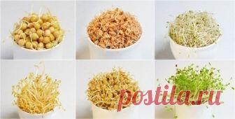 КАК ПРОРАЩИВАТЬ СЕМЕНА И ЗЕРНА