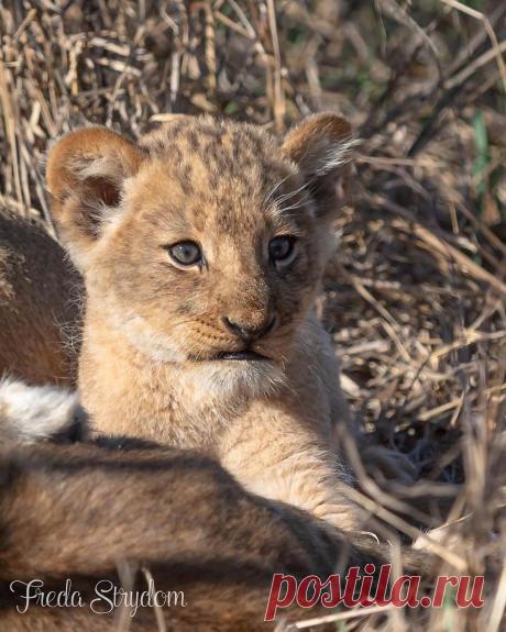 Смешная дикая природа