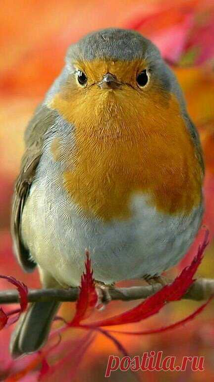 Source :flying of birds