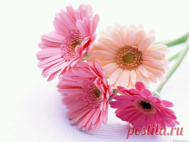 Simple Beautiful Flowers Wallpapers | Desktopaper | HD Desktop Wallpaper