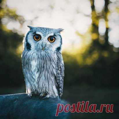 Крacaвицa-coвa