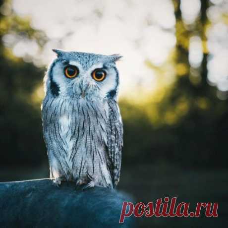 Крacaвицa-coвa