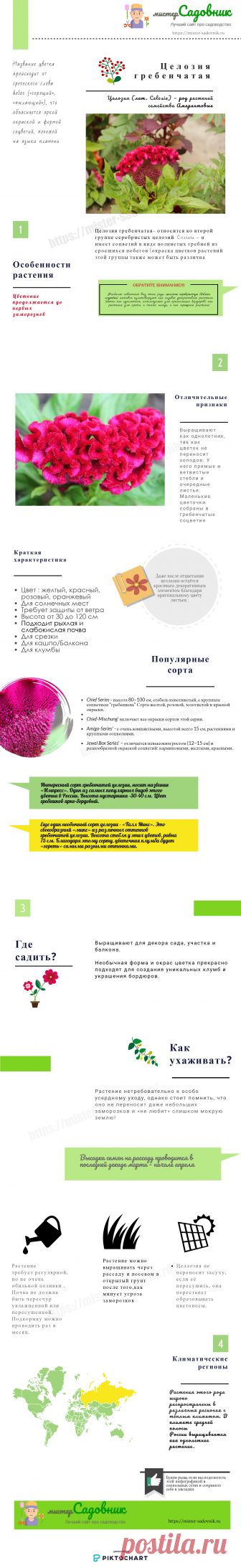 Целозия гребенчатая - описание растения и уход