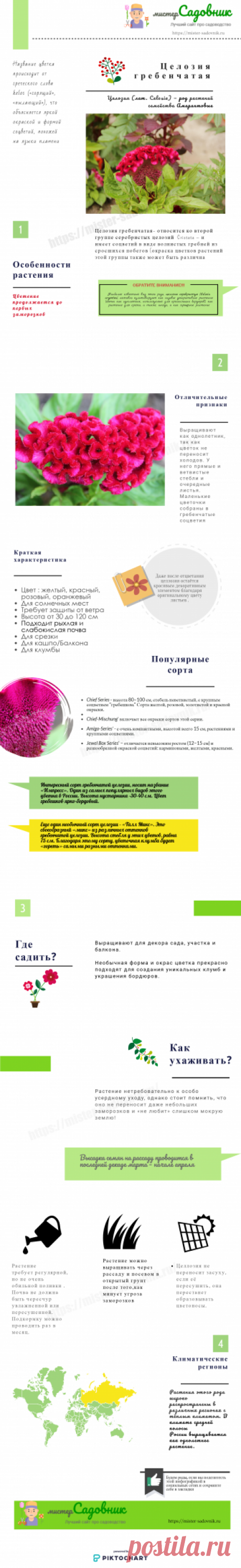 Целозия гребенчатая - описание растения и уход