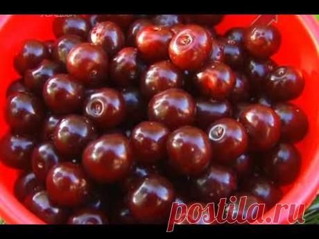 СЕКРЕТЫ ВЫРАЩИВАНИЯ ВИШНИ