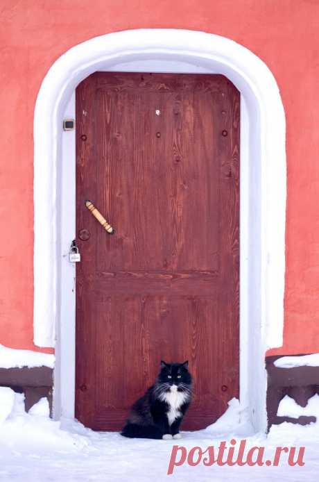 Home / Twitter. Кот Персик живет в Иоанно-Предтеченском монастыре в Вязьме уже полтора года. Его, как и многих других, подбросили к воротам. В монастыре отмечают, что содержать животных им бывает сложно, их постоянно раздают в добрые руки, но поток подбросов не уменьшается.