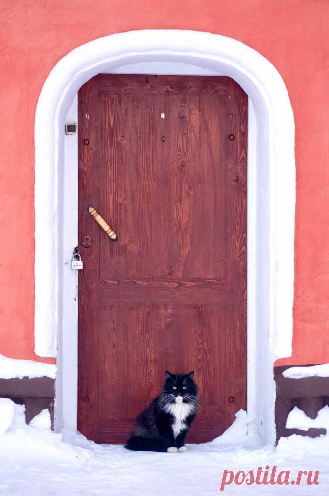 Home / Twitter. Кот Персик живет в Иоанно-Предтеченском монастыре в Вязьме уже полтора года. Его, как и многих других, подбросили к воротам. В монастыре отмечают, что содержать животных им бывает сложно, их постоянно раздают в добрые руки, но поток подбросов не уменьшается.