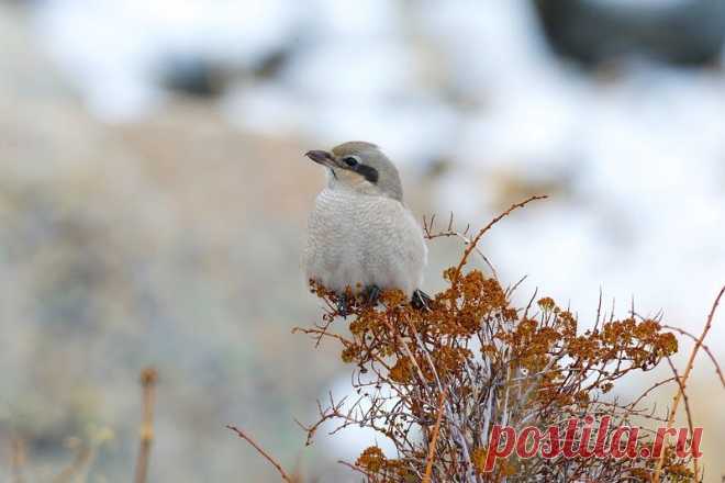 15 ослепительных фотографий птиц России | WWF России | Яндекс Дзен
