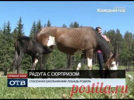 Верх-нейвинские школьницы спасли беременную лошадь от скотобойни