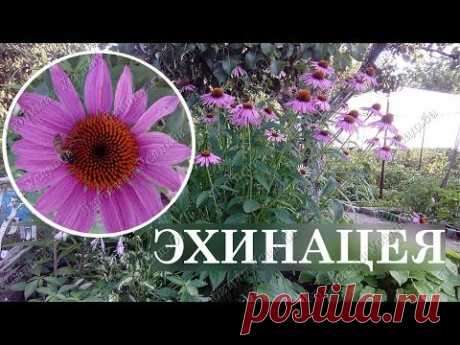 Эхинацея Неприхотливые цветы для сада  Посадка размножение уход