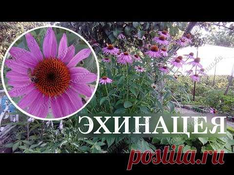 Эхинацея Неприхотливые цветы для сада  Посадка размножение уход