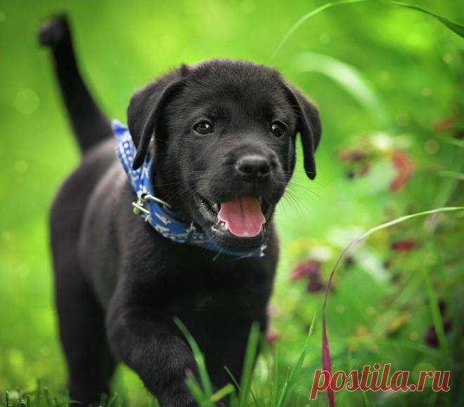 Black Lab Pup 15 by Jonathan Ross Black Lab Pup 15 Photograph by Jonathan Ross