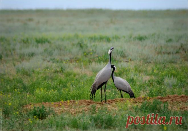 Живой мир Чёрных земель - NomadD's Journal