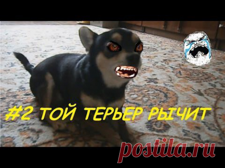 Русский Той Терьер Джерри - рычит и чавкает. Той Терьер кушает лакомство.