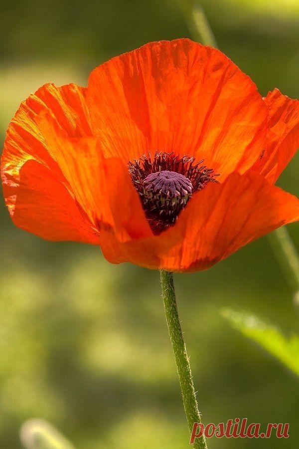 Пин на доске яМАКИ