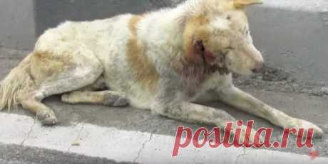 Раненная собака лежала посреди оживленного шоссе и смирно ждала спасения