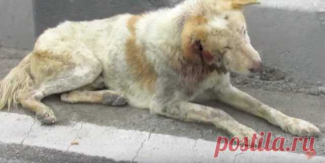 Раненная собака лежала посреди оживленного шоссе и смирно ждала спасения