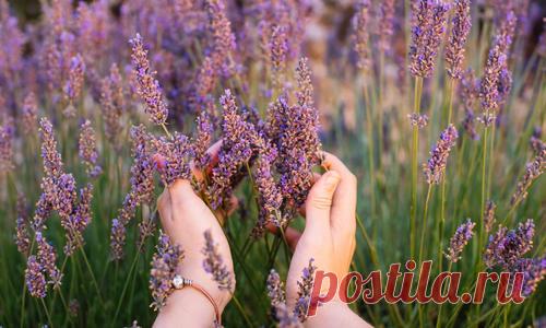 Лаванда: сорта, особенности посадки и ухода за лавандой