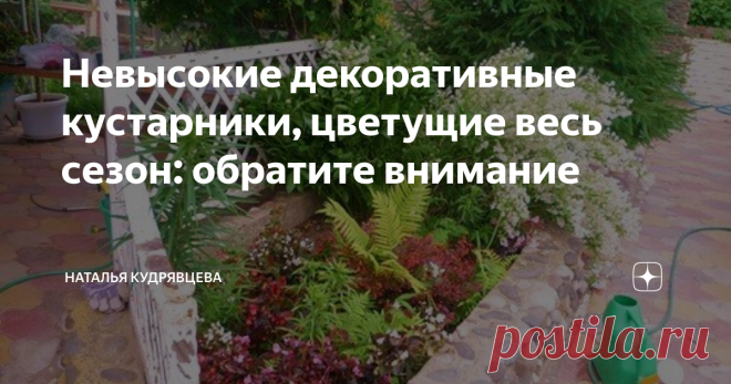 Невысокие декоративные кустарники, цветущие весь сезон: обратите внимание Существует множество декоративных кустарников, которые используют в ландшафте самым разным образом, в том числе высаживать в качестве акцентных растений в цветниках.
Для этого кустарники должны обладать двумя свойствами - неприхотливостью и длительным цветением. Поэтому я советую вам обратить внимание на три великолепные разновидности, которые цветут все лето и не требуют сложного ухода.