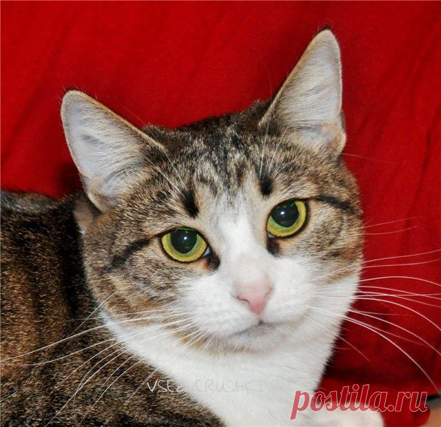 Кошка в доме — Народные приметы