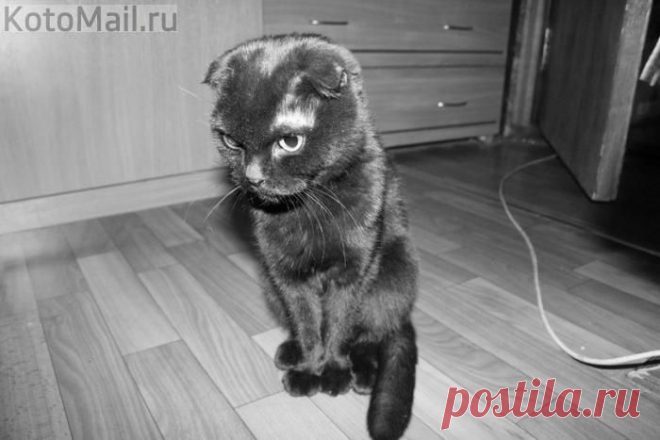 юмор | KotoMail.ru