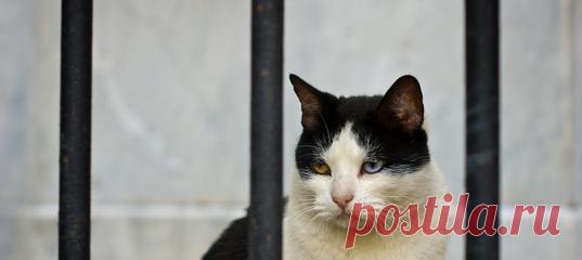 Пушистый контрабандист бродил возле панамской тюрьмы с весомым грузом кокаина, крэка и марихуаны.