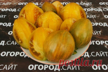 Томат Охровая симфония (Софии Сааковой), семена | ОГОРОД.сайт