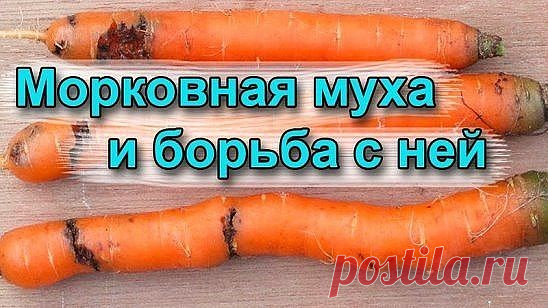 Как избавиться от морковной мухи без химии 

 Ее длинна — всего 4-5 миллиметра. У нее черное брюшко, красная голова и желтые лапки. Она летает с помощью широких прозрачных зеленоватых крыльев. Она — морковная муха — маленький, но злостный вредитель моркови, пастернака, сельдерея и петрушки. За один дачный сезон наши грядки с морковью атакуют два поколения этого вредного насекомого. Сегодня пришло время узнать морковную муху «в лицо», определить сроки ее вылета и характер п...