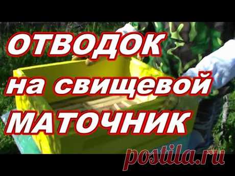 Сборный отводок пчёл на свищевые маточники ! ПРАВИЛЬНО !?? - YouTube