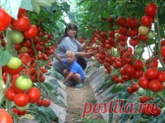 Супер-рецепт для томатов: очень эффективная подкормка!