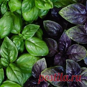 Посадка базилика и уход за ним – метод с ящиками и мокрой марлей + видео