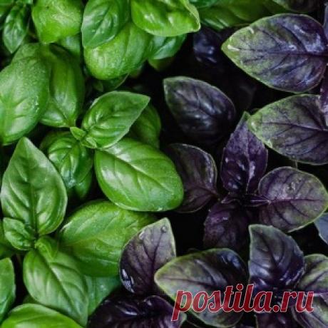 Посадка базилика и уход за ним – метод с ящиками и мокрой марлей + видео