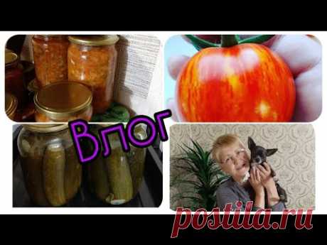 ВЛОГ. 🥒🌶 Делаю заготовки. 🍳 Новая жаровня.  Жарю рыбу.  🐕Помощник рядом!