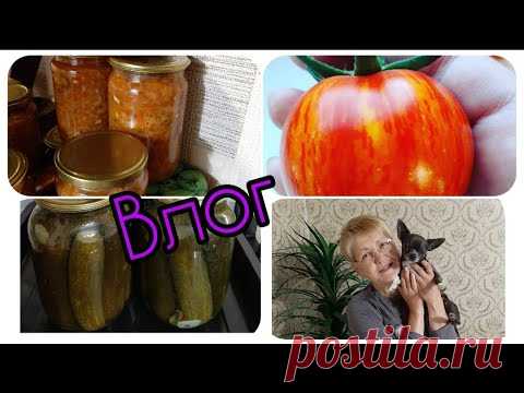 ВЛОГ. 🥒🌶 Делаю заготовки. 🍳 Новая жаровня.  Жарю рыбу.  🐕Помощник рядом!