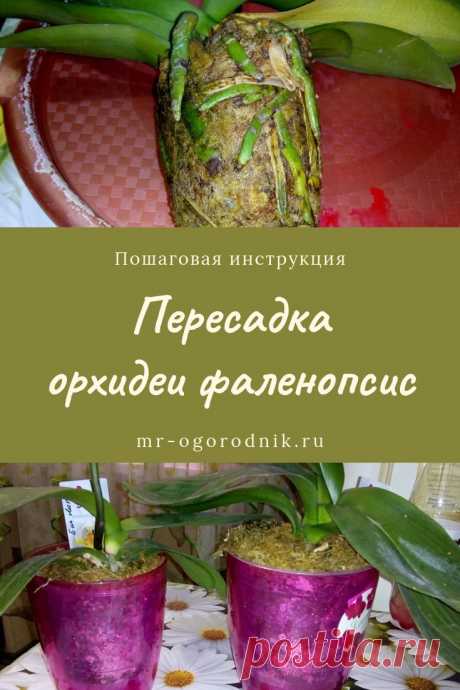 Пересадка орхидеи фаленопсис в домашних условиях